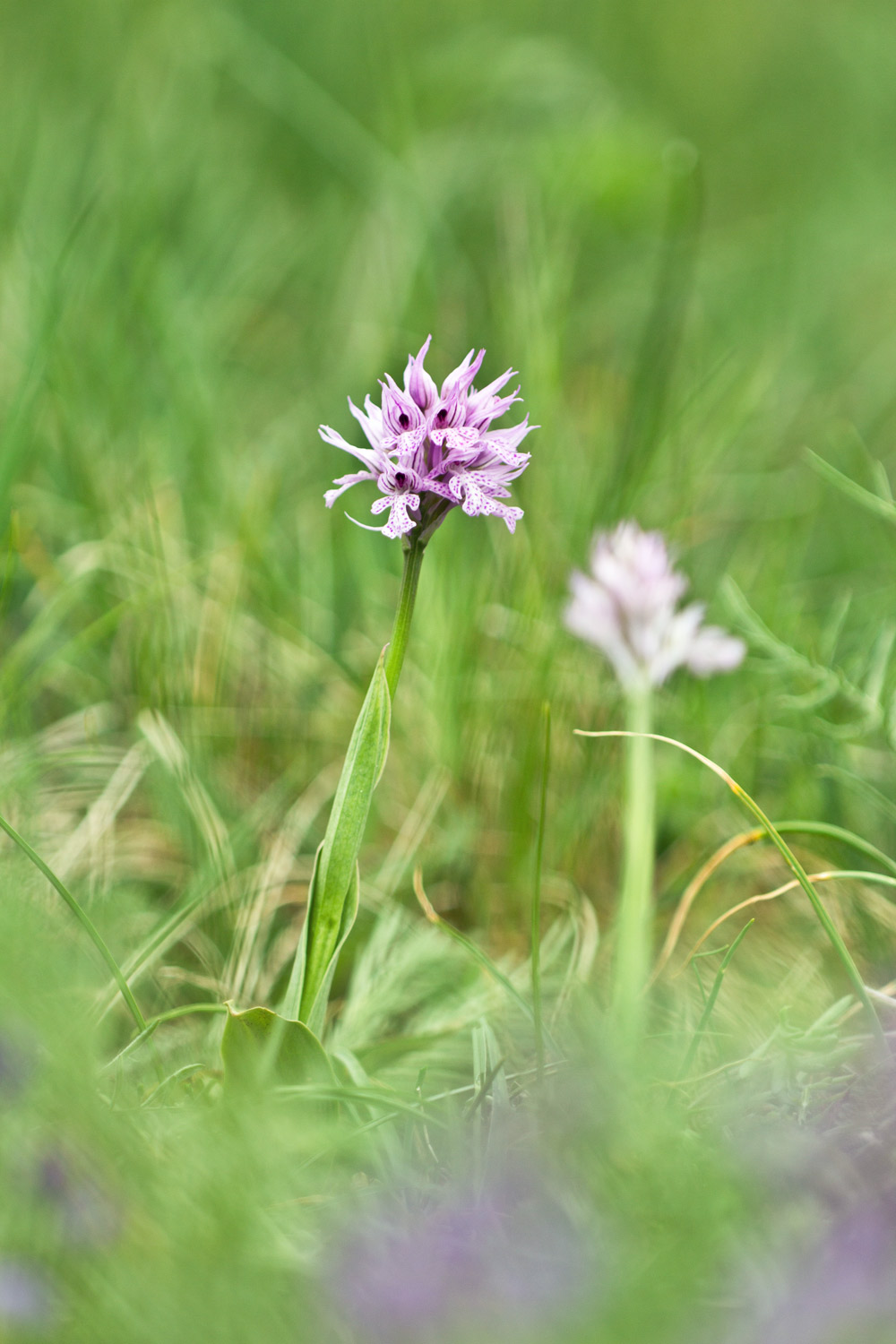 Neotinea tridentata